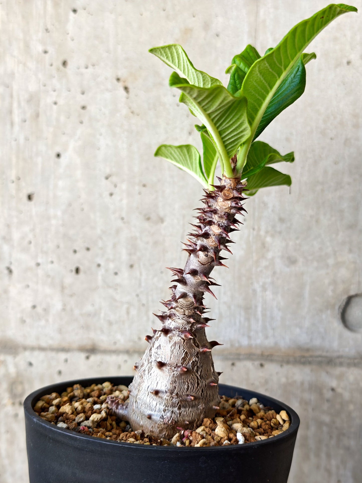 【現品限り】パキポディウム・ウィンゾリー 実生【J18】 Pachypodium windsorii