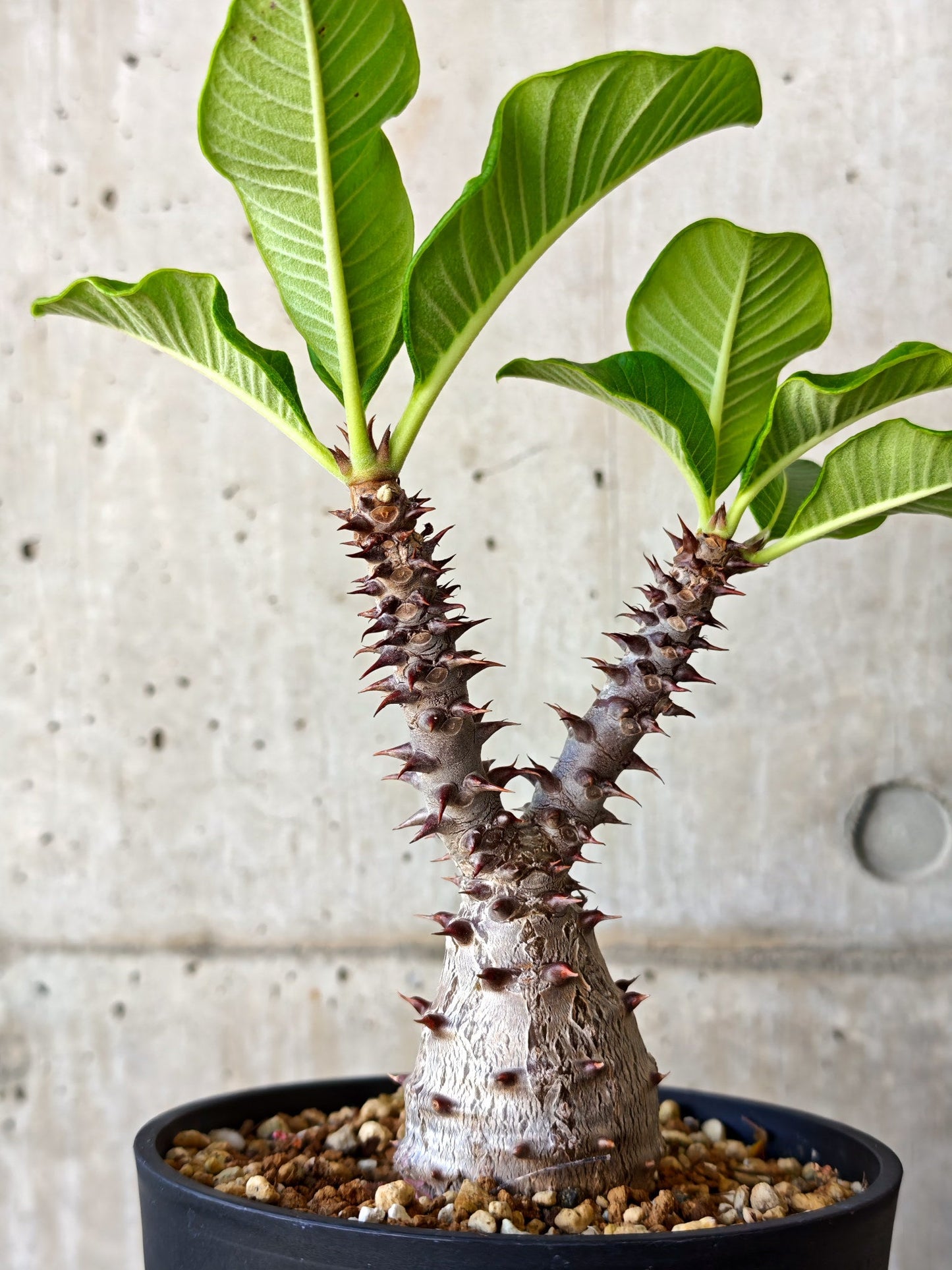 【現品限り】パキポディウム・ウィンゾリー 実生【J18】 Pachypodium windsorii