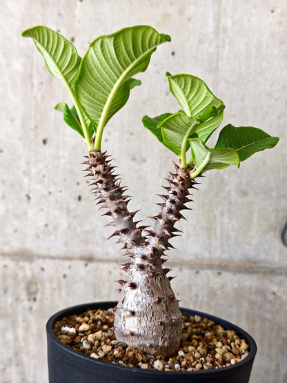 【現品限り】パキポディウム・ウィンゾリー 実生【J18】 Pachypodium windsorii