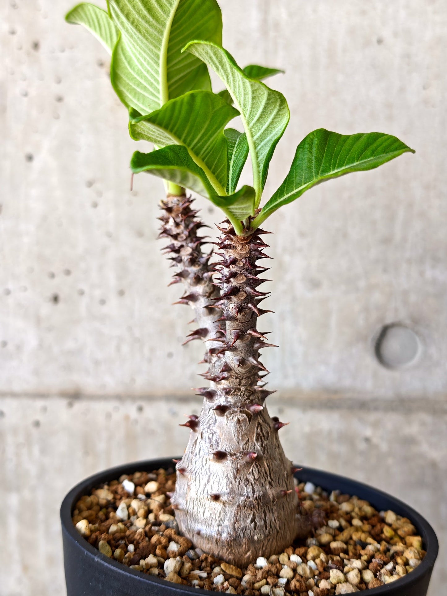 【現品限り】パキポディウム・ウィンゾリー 実生【J18】 Pachypodium windsorii