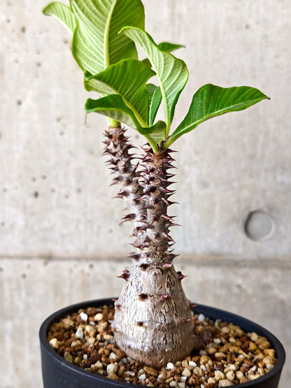 【現品限り】パキポディウム・ウィンゾリー 実生【J18】 Pachypodium windsorii