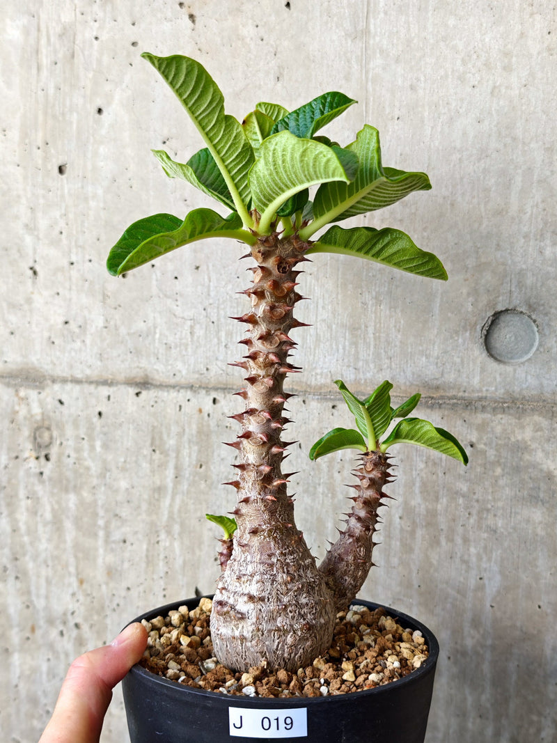 パキポディウム(Pachypodium)