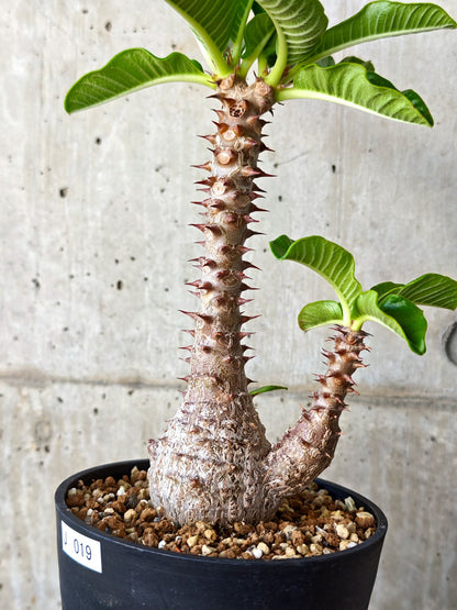 【現品限り】パキポディウム・ウィンゾリー 実生【J19】 Pachypodium windsorii