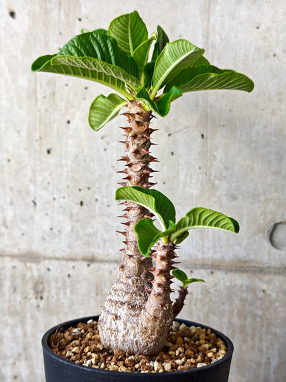 【現品限り】パキポディウム・ウィンゾリー 実生【J19】 Pachypodium windsorii