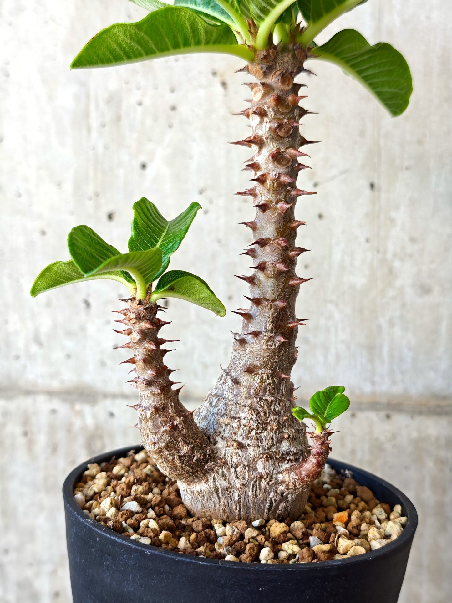 【現品限り】パキポディウム・ウィンゾリー 実生【J19】 Pachypodium windsorii