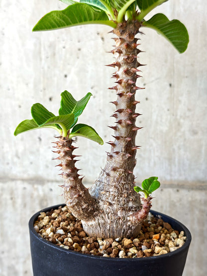 【現品限り】パキポディウム・ウィンゾリー 実生【J19】 Pachypodium windsorii