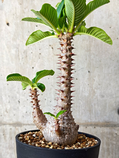 【現品限り】パキポディウム・ウィンゾリー 実生【J19】 Pachypodium windsorii