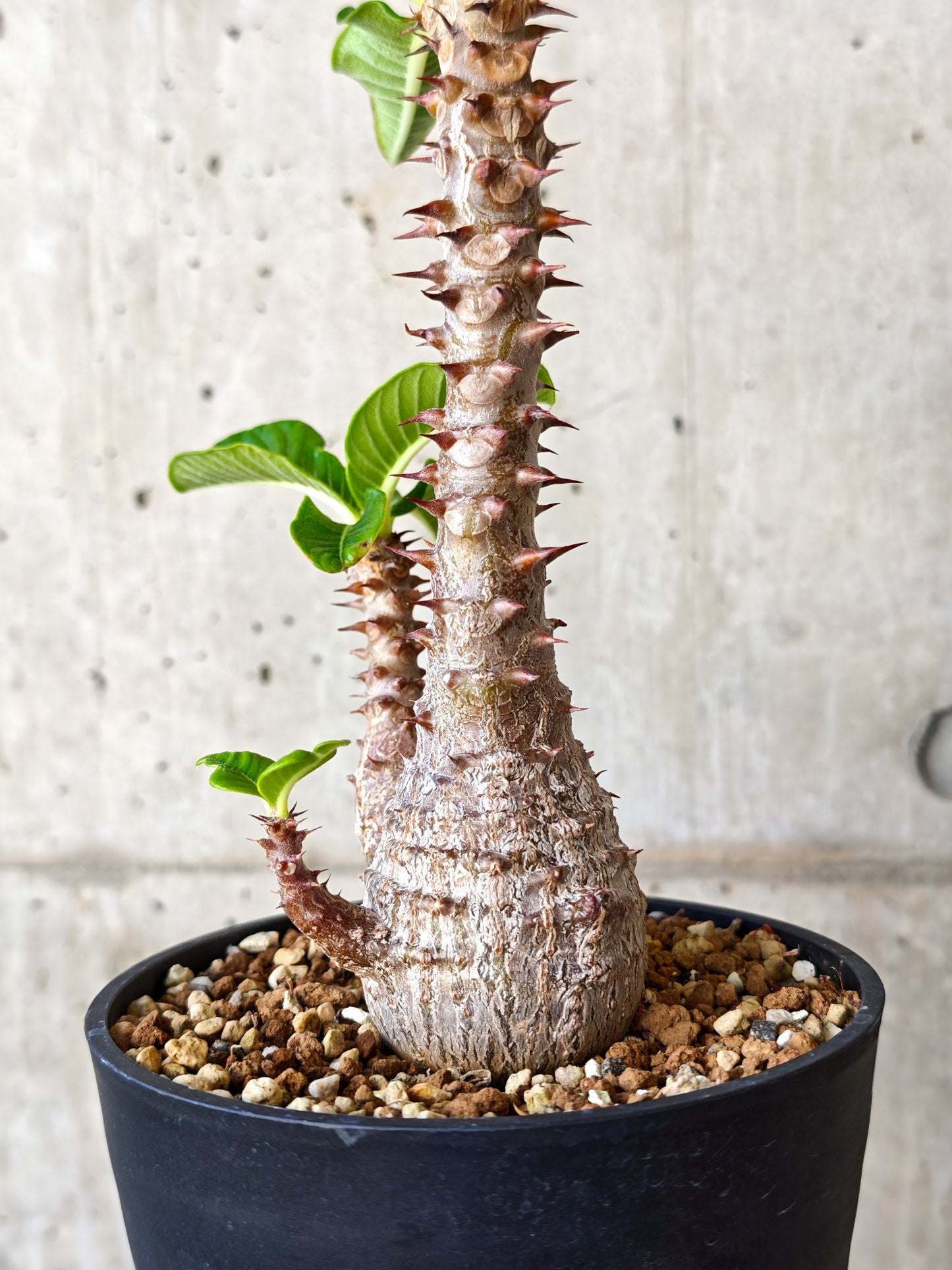 【現品限り】パキポディウム・ウィンゾリー 実生【J19】 Pachypodium windsorii