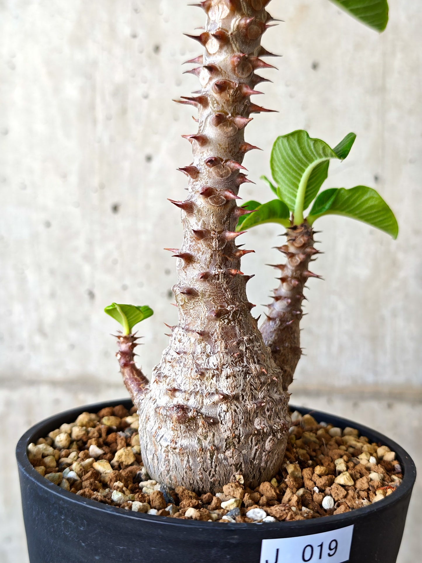 【現品限り】パキポディウム・ウィンゾリー 実生【J19】 Pachypodium windsorii