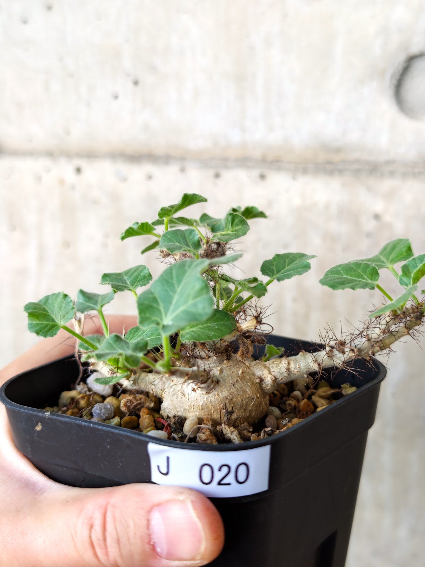 【現品限り】ヤトロファ・マルギナータ 実生【J20】 Jatropha marginata