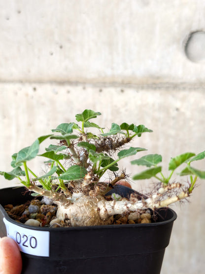 【現品限り】ヤトロファ・マルギナータ 実生【J20】 Jatropha marginata