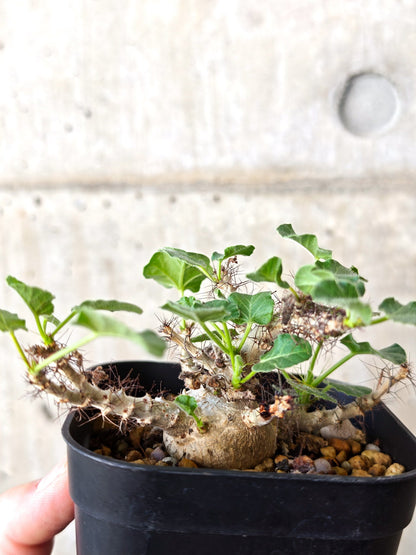 【現品限り】ヤトロファ・マルギナータ 実生【J20】 Jatropha marginata