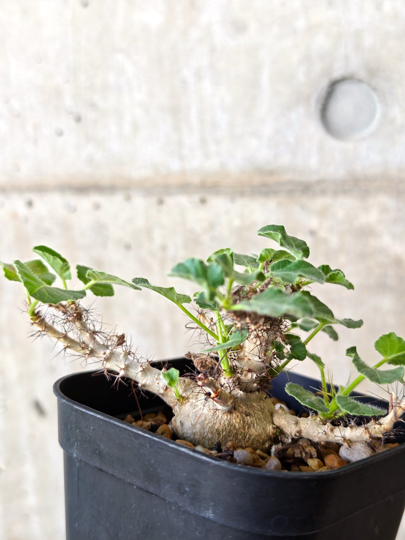 ヤトロファ・マルギナータ 実生【J20】 Jatropha marginata 塊根植物