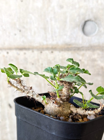 【現品限り】ヤトロファ・マルギナータ 実生【J20】 Jatropha marginata