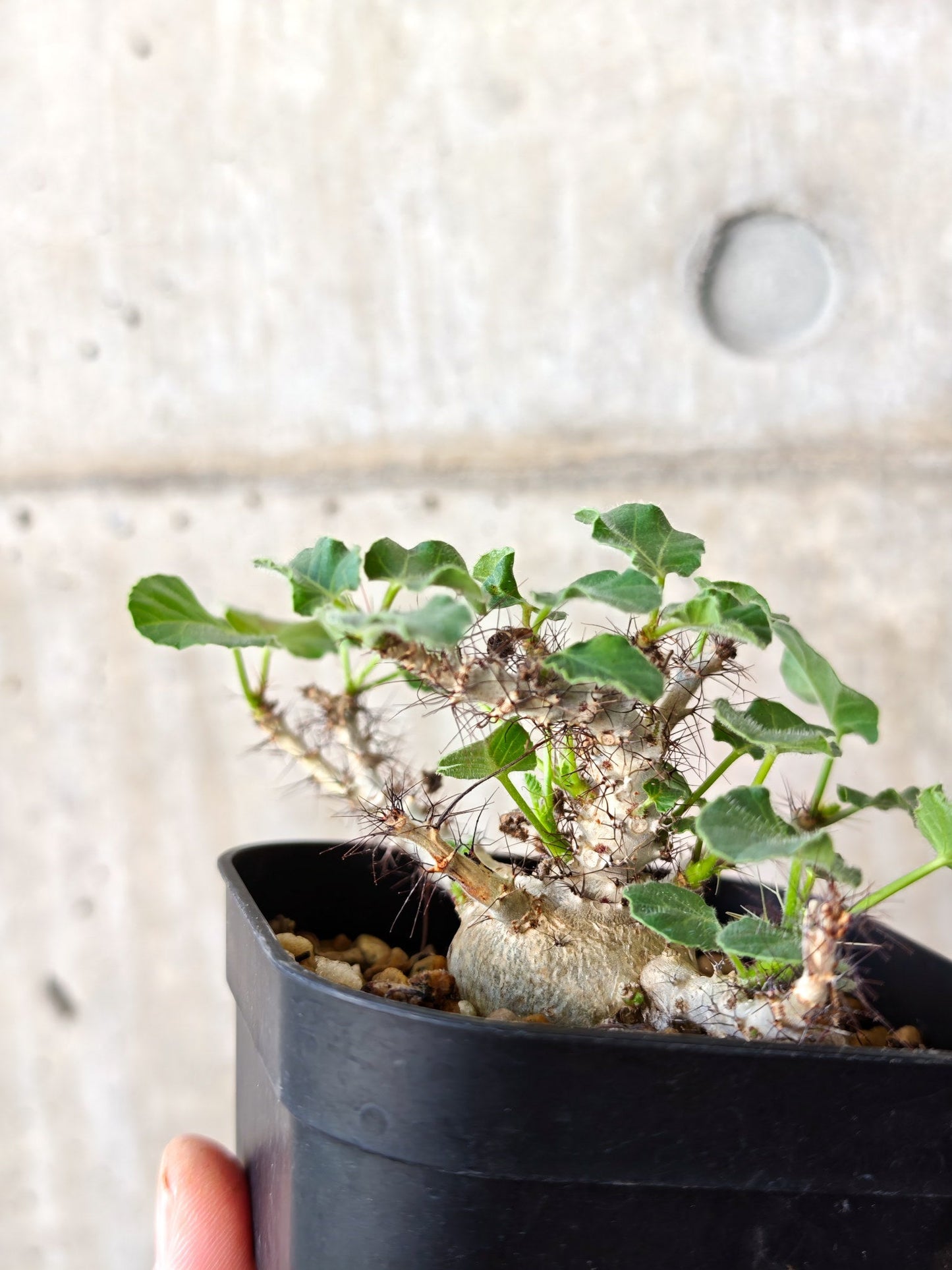 【現品限り】ヤトロファ・マルギナータ 実生【J20】 Jatropha marginata