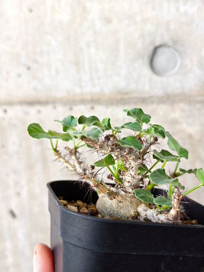 【現品限り】ヤトロファ・マルギナータ 実生【J20】 Jatropha marginata