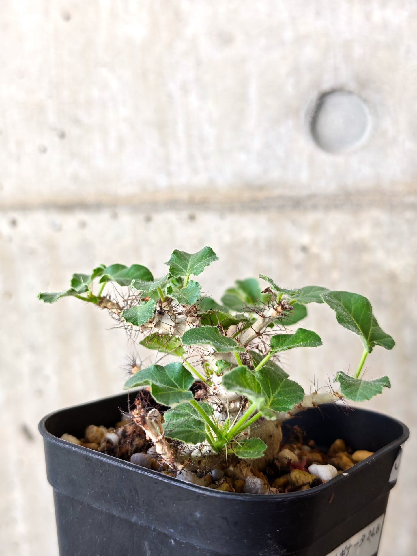 【現品限り】ヤトロファ・マルギナータ 実生【J20】 Jatropha marginata