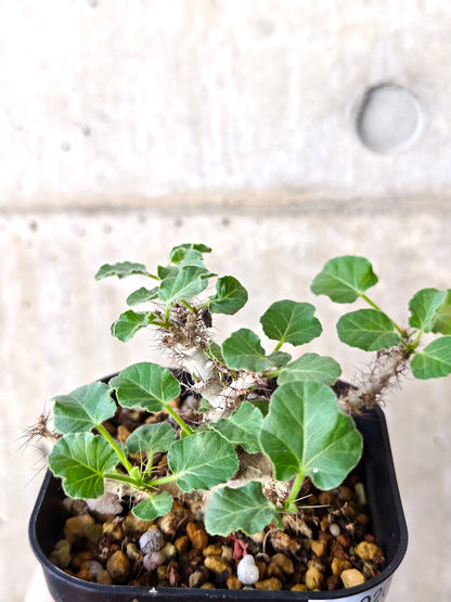 【現品限り】ヤトロファ・マルギナータ 実生【J20】 Jatropha marginata