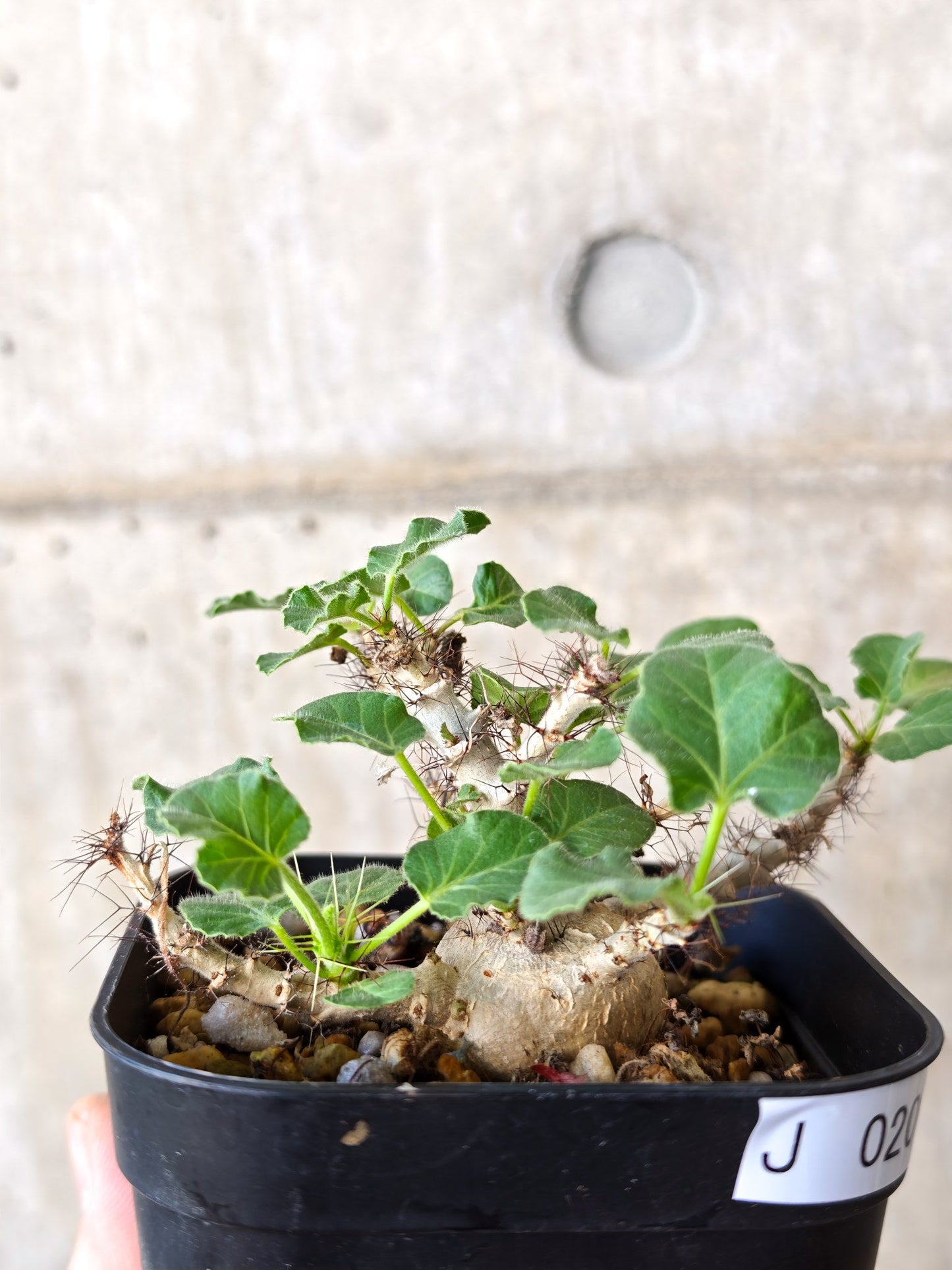 【現品限り】ヤトロファ・マルギナータ 実生【J20】 Jatropha marginata