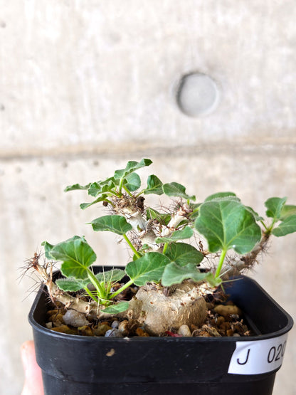 【現品限り】ヤトロファ・マルギナータ 実生【J20】 Jatropha marginata