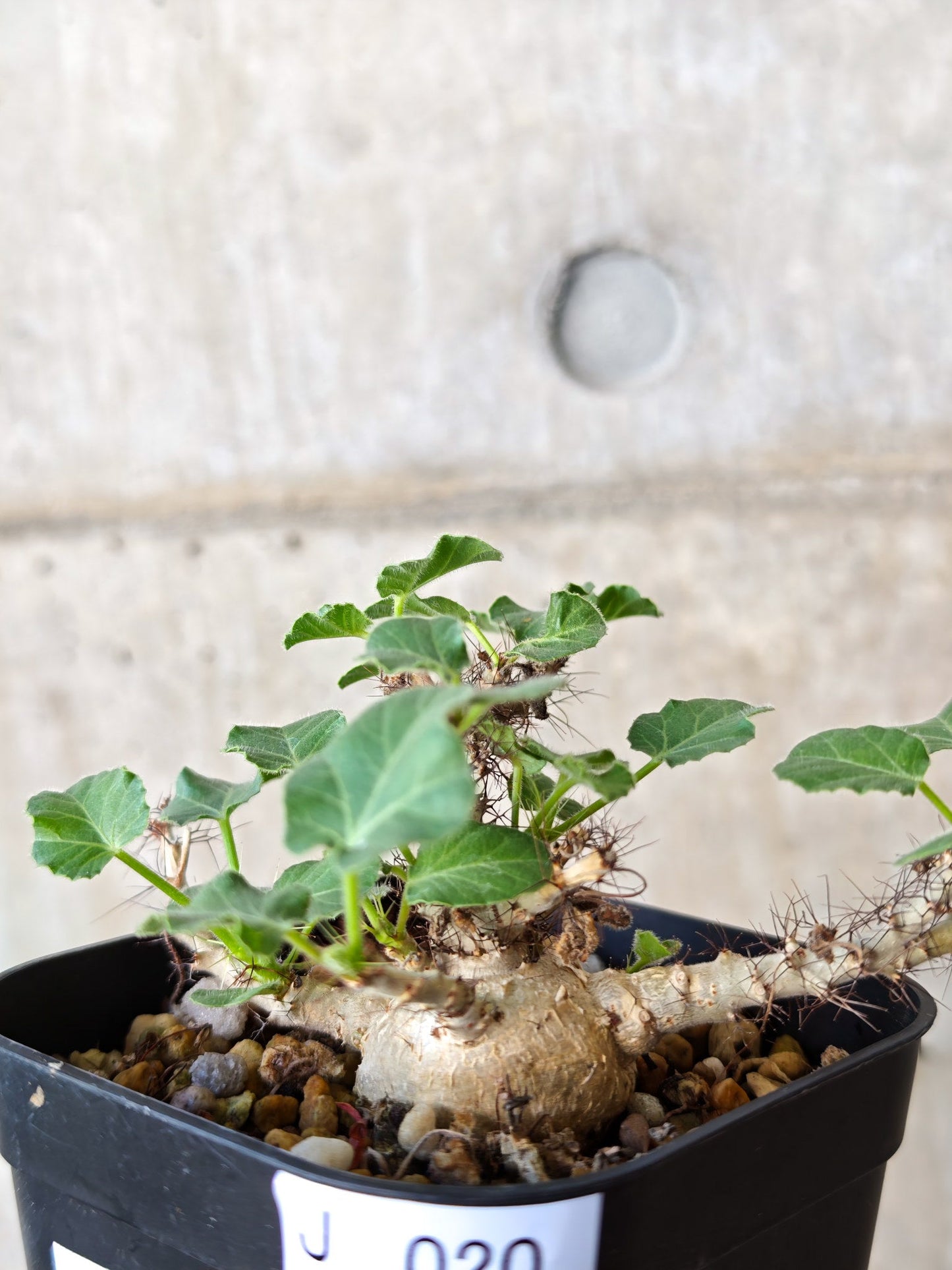 【現品限り】ヤトロファ・マルギナータ 実生【J20】 Jatropha marginata