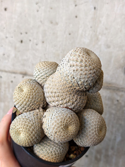 【現品限り】ユーフォルビア・フィリプシオイデス 短い台付き【J21】 Euphorbia piscidermis