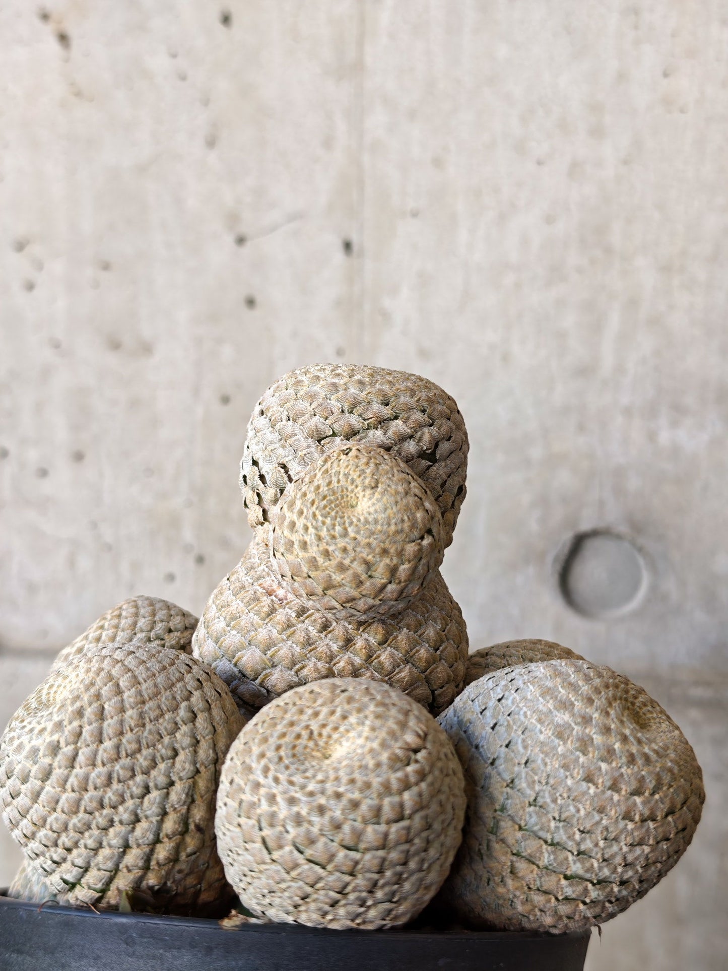 【現品限り】ユーフォルビア・フィリプシオイデス 短い台付き【J21】 Euphorbia piscidermis