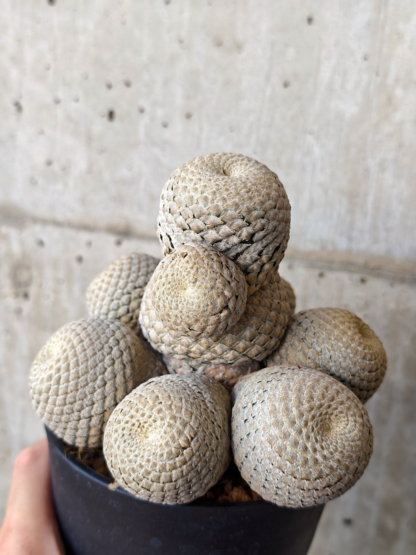 【現品限り】ユーフォルビア・フィリプシオイデス 短い台付き【J21】 Euphorbia piscidermis