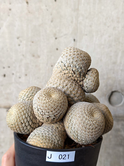 【現品限り】ユーフォルビア・フィリプシオイデス 短い台付き【J21】 Euphorbia piscidermis