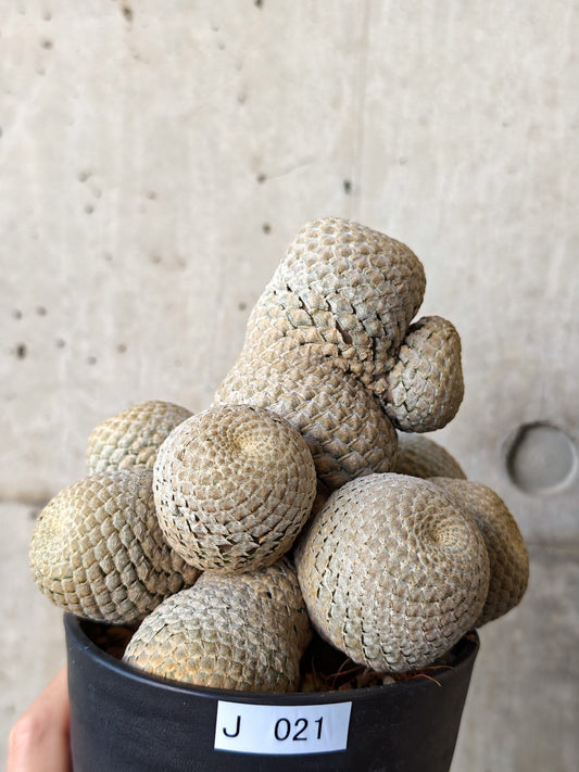 【現品限り】ユーフォルビア・フィリプシオイデス 短い台付き【J21】 Euphorbia piscidermis
