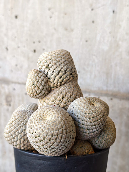 【現品限り】ユーフォルビア・フィリプシオイデス 短い台付き【J21】 Euphorbia piscidermis