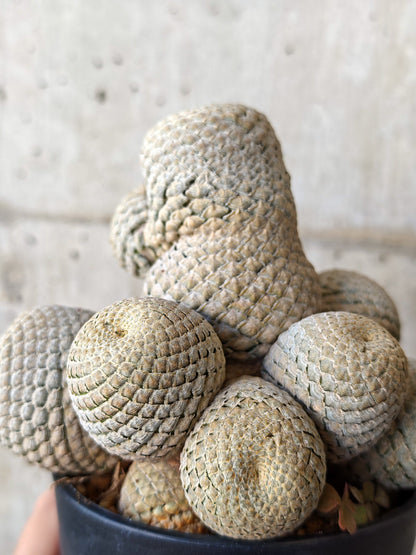 【現品限り】ユーフォルビア・フィリプシオイデス 短い台付き【J21】 Euphorbia piscidermis