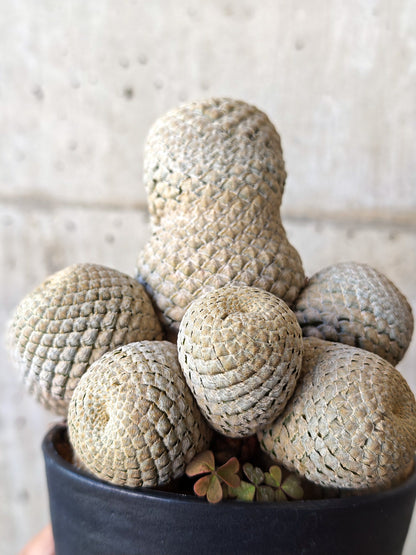 【現品限り】ユーフォルビア・フィリプシオイデス 短い台付き【J21】 Euphorbia piscidermis