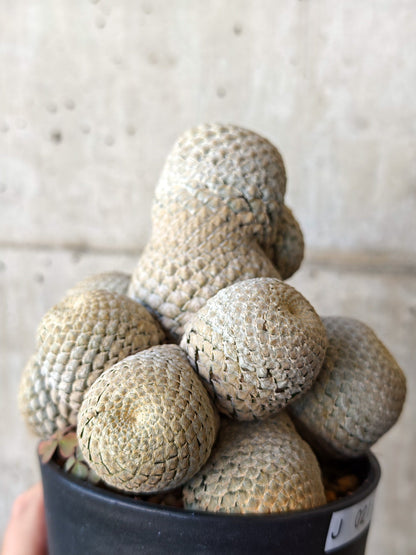 【現品限り】ユーフォルビア・フィリプシオイデス 短い台付き【J21】 Euphorbia piscidermis