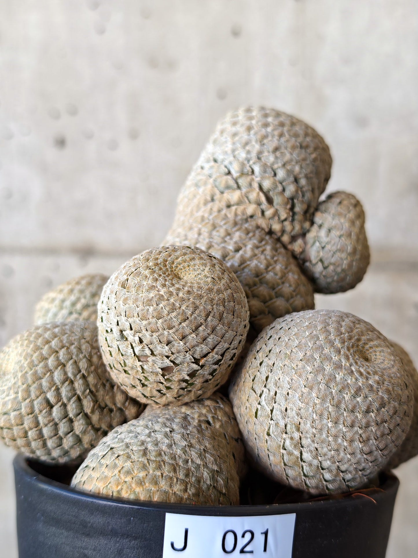 【現品限り】ユーフォルビア・フィリプシオイデス 短い台付き【J21】 Euphorbia piscidermis