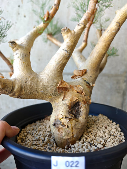 【現品限り】コミフォラ・クラウセリアーナ ウロあり 現地株 発根済み【J22】 Commiphora kraeuseliana