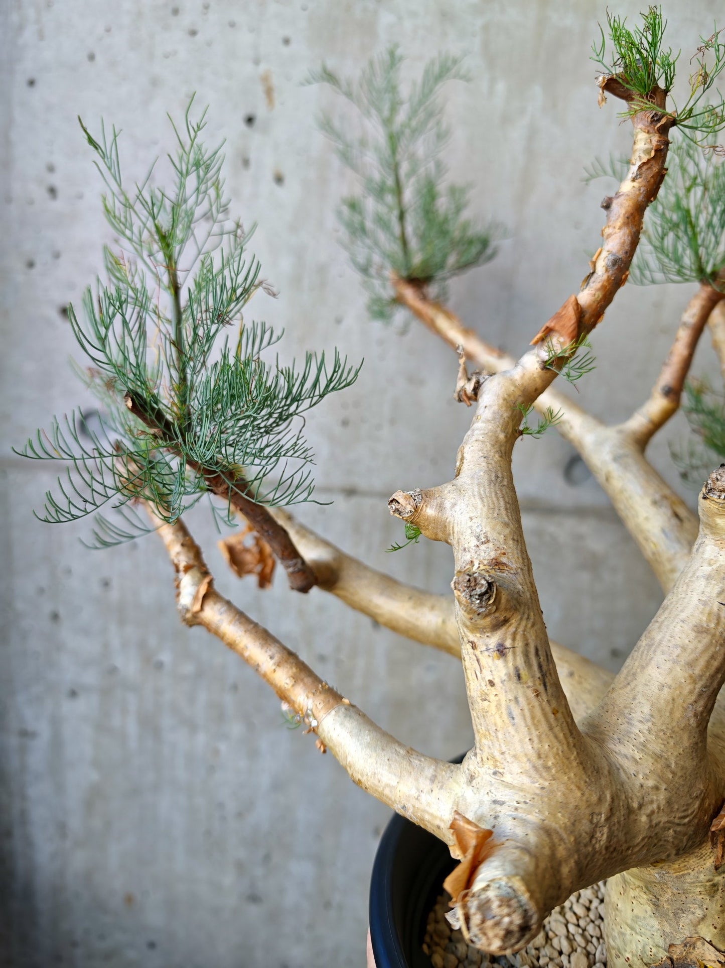 【現品限り】コミフォラ・クラウセリアーナ ウロあり 現地株 発根済み【J22】 Commiphora kraeuseliana