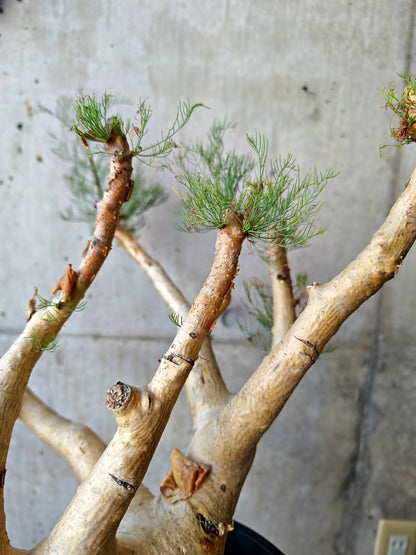 【現品限り】コミフォラ・クラウセリアーナ ウロあり 現地株 発根済み【J22】 Commiphora kraeuseliana