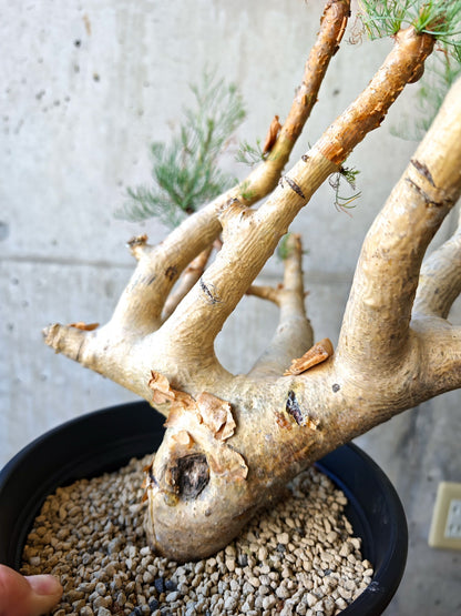 【現品限り】コミフォラ・クラウセリアーナ ウロあり 現地株 発根済み【J22】 Commiphora kraeuseliana