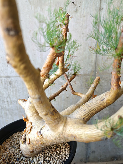 【現品限り】コミフォラ・クラウセリアーナ ウロあり 現地株 発根済み【J22】 Commiphora kraeuseliana