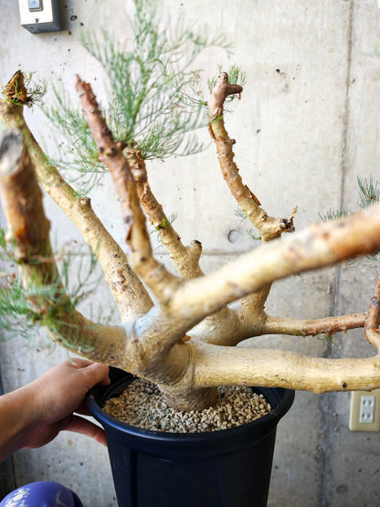 【現品限り】コミフォラ・クラウセリアーナ ウロあり 現地株 発根済み【J22】 Commiphora kraeuseliana