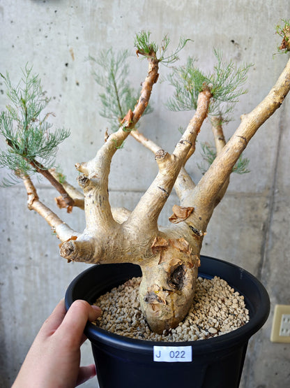 【現品限り】コミフォラ・クラウセリアーナ ウロあり 現地株 発根済み【J22】 Commiphora kraeuseliana