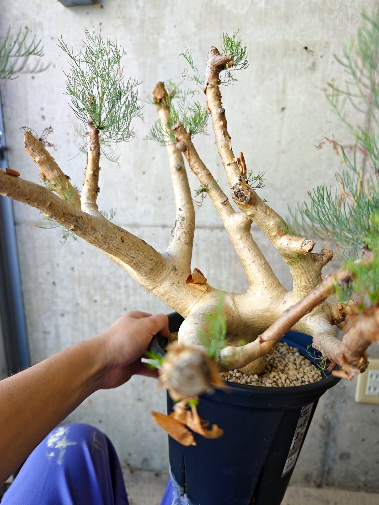 【現品限り】コミフォラ・クラウセリアーナ ウロあり 現地株 発根済み【J22】 Commiphora kraeuseliana