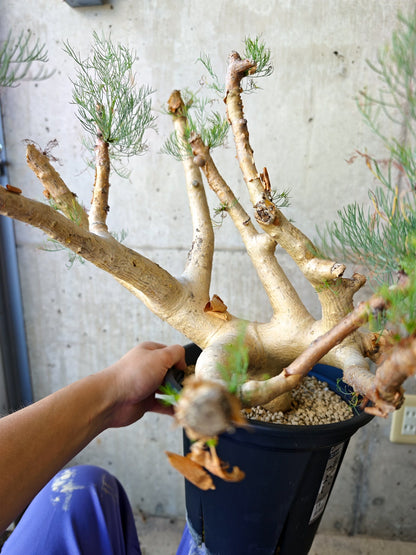 【現品限り】コミフォラ・クラウセリアーナ ウロあり 現地株 発根済み【J22】 Commiphora kraeuseliana