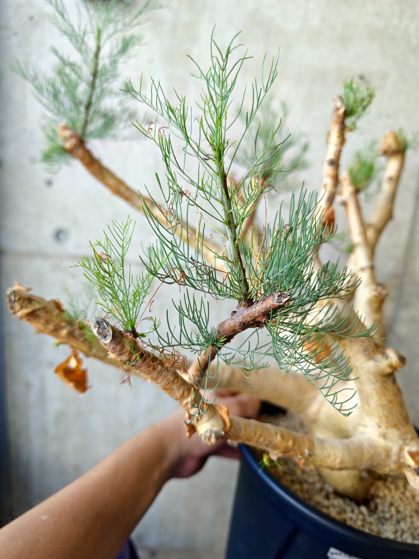 【現品限り】コミフォラ・クラウセリアーナ ウロあり 現地株 発根済み【J22】 Commiphora kraeuseliana