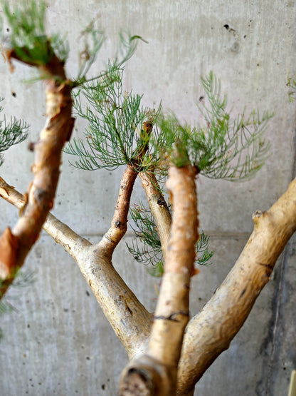 【現品限り】コミフォラ・クラウセリアーナ ウロあり 現地株 発根済み【J22】 Commiphora kraeuseliana