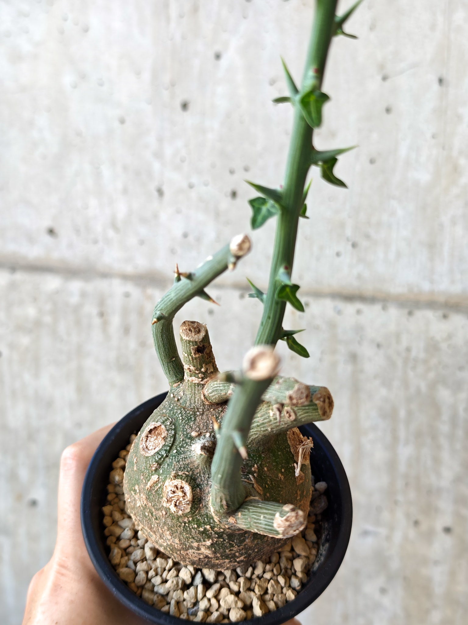 新着の種子や植物 – プラントブラザーズ
