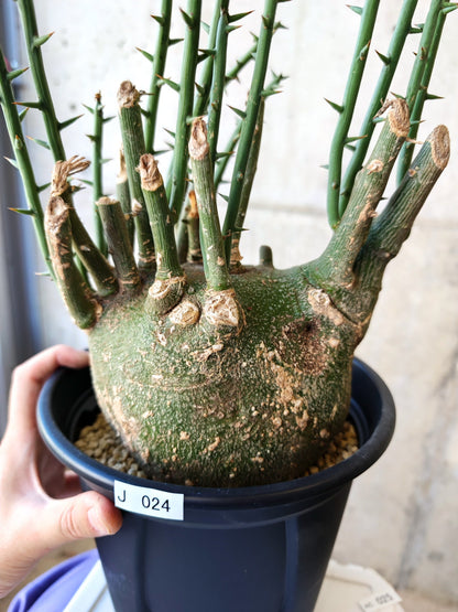【現品限り】アデニア・グロボーサ 現地株 発根済み【J24】 Adenia globosa