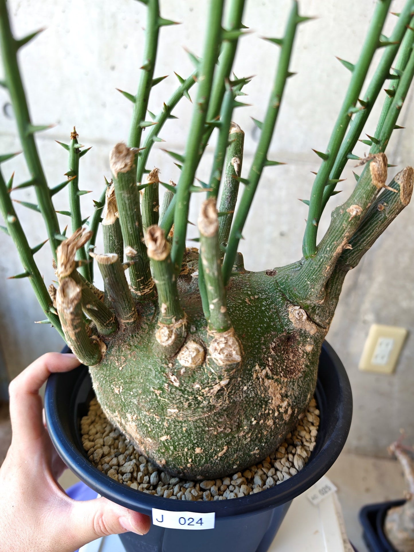 【現品限り】アデニア・グロボーサ 現地株 発根済み【J24】 Adenia globosa