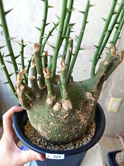【現品限り】アデニア・グロボーサ 現地株 発根済み【J24】 Adenia globosa